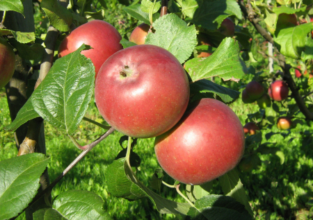 Norisināsies izstāde "Latvijas āboli klimata griežos"