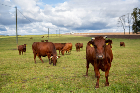 Notiks vebinārs par govju ganāmpulku pavairošanu ar progresīvu asistētās reprodukcijas metodi