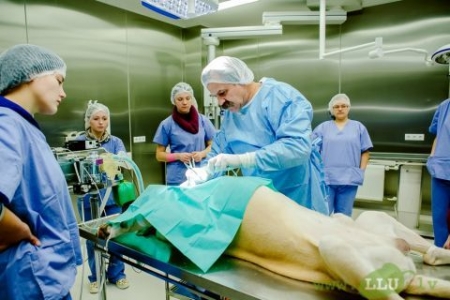 LLU Veterinārajā klīnikā tiks veikta Latvijā unikāla sirds operācija sunim