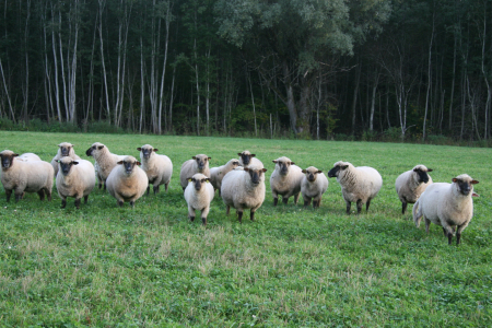 Meklē risinājumus parazītu ierobežošanai aitu ganāmpulkos