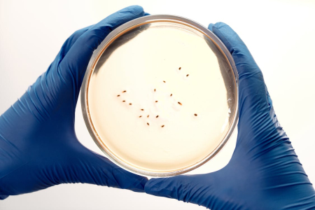 Izstrādās sistēmu ātrai patogēno baktēriju identificēšanai