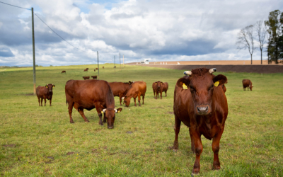 Notiks vebinārs par govju ganāmpulku pavairošanu ar progresīvu asistētās reprodukcijas metodi